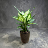 Dieffenbachia ‘Dumb Cane’