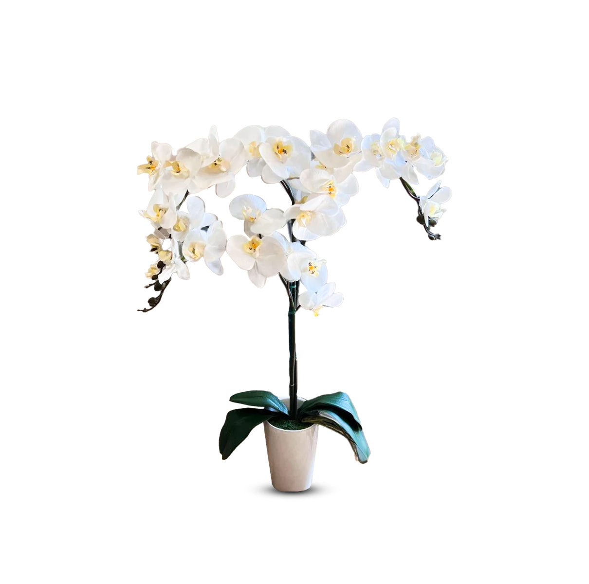 Gorgeous Artificial Orchids In White Ceramic Pot-Perfect Gift (Artificial)