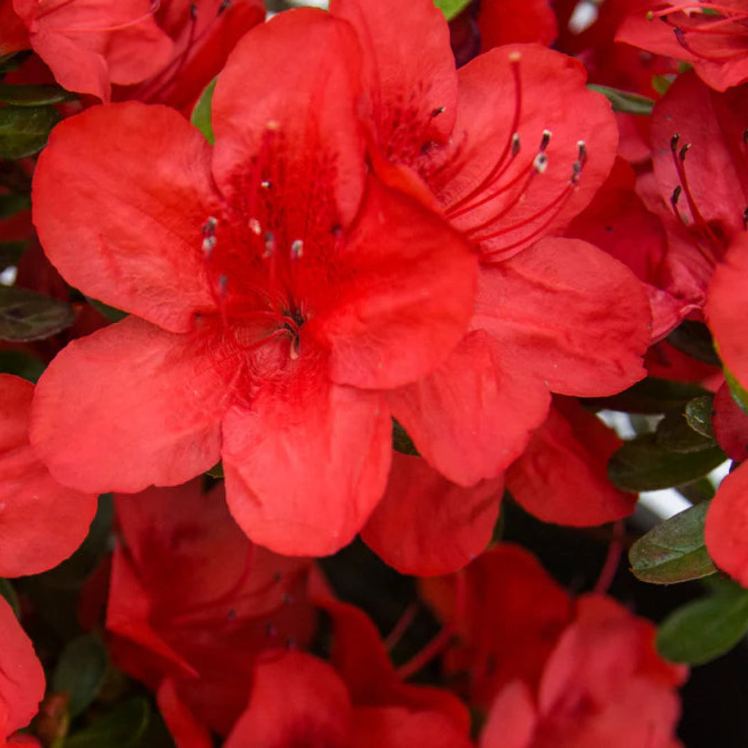 Midnight-Flare-Hybrid Azalea