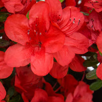 Midnight-Flare-Hybrid Azalea