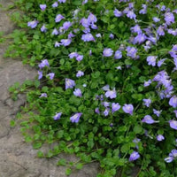 Mazus Reptans Blue Mazus Blooms Lavender