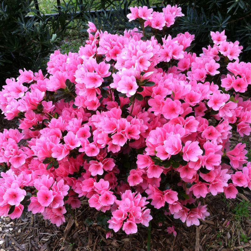 Coral Bells Azalea Plant