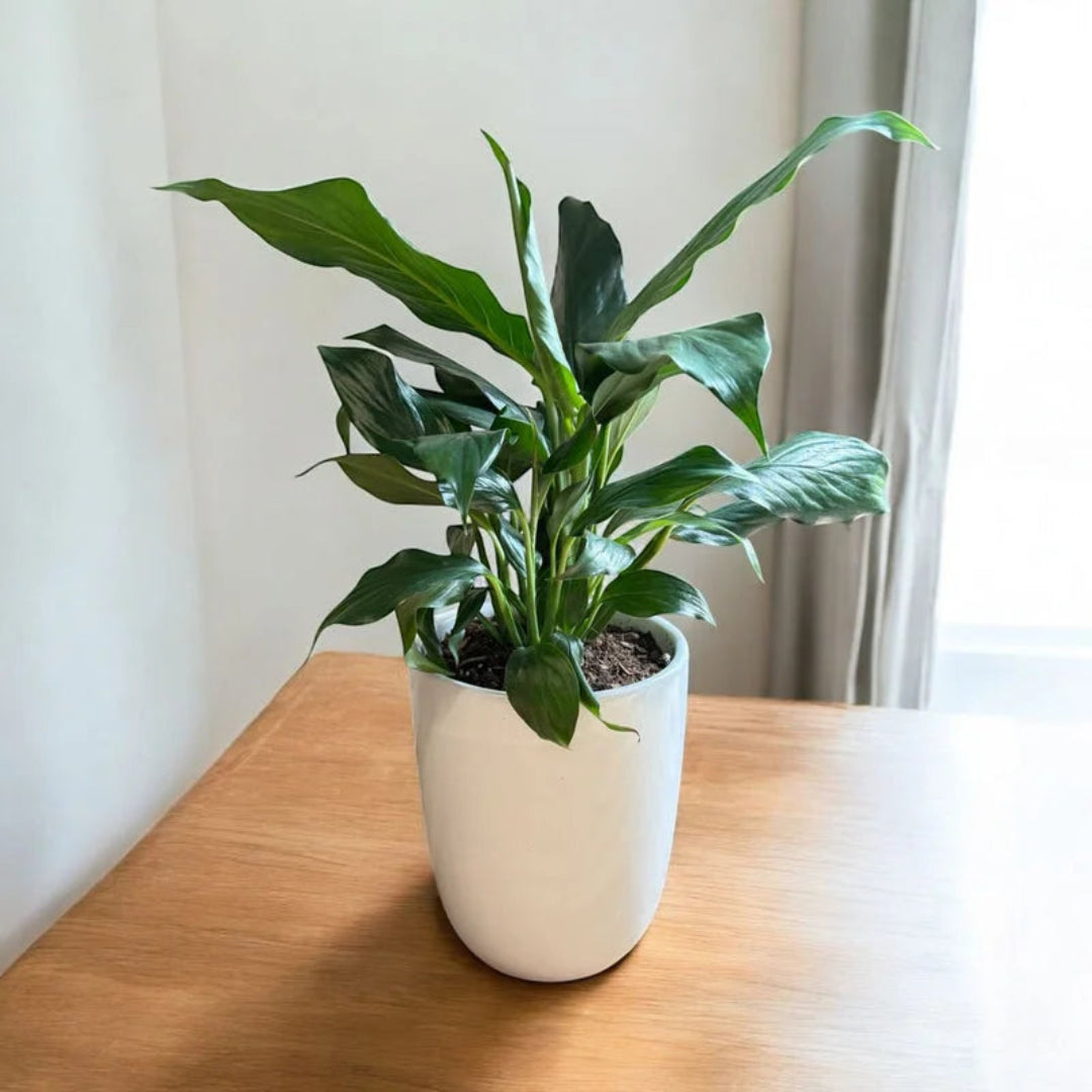 Peace Lily Plant - Live Indoor Plant in Ceramic Pot