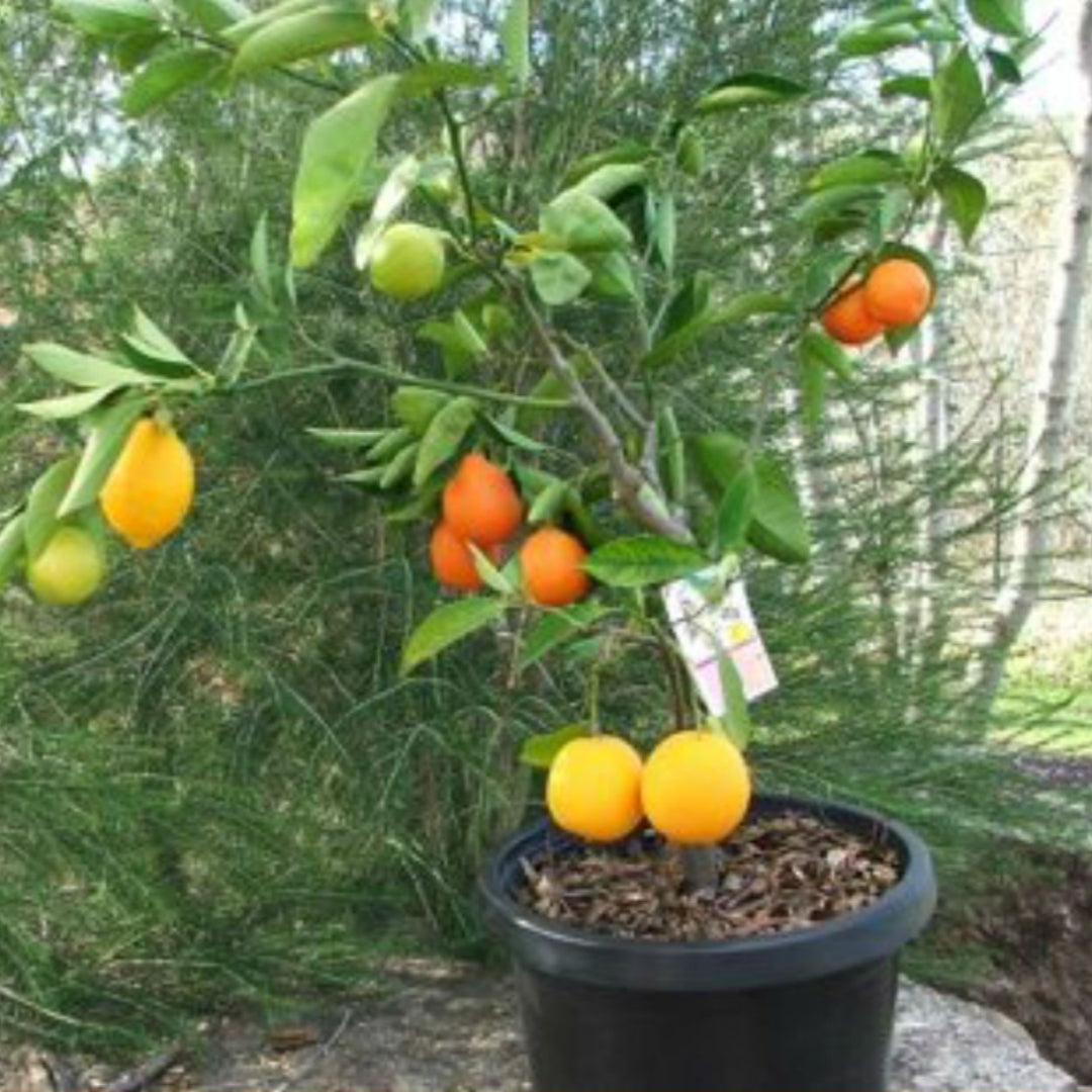 4 in 1 Fruit Cocktail Tree -  4 Different Fruits on One Plant