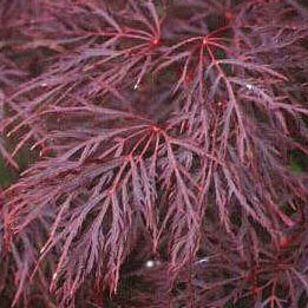 Red Filigree Lace Japanese Maple