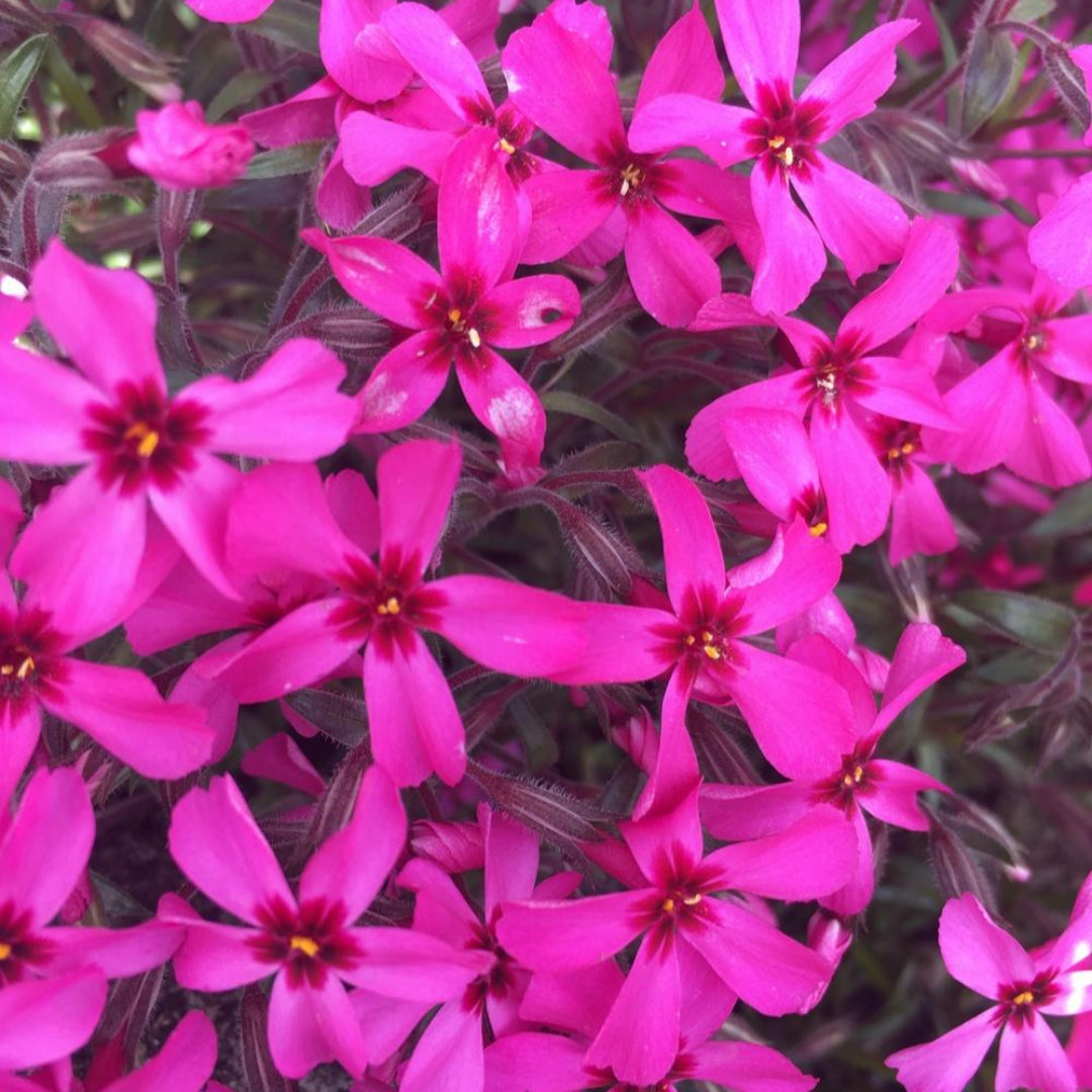 Phlox Subulata &