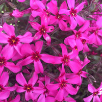 Phlox Subulata Red Wing close upPhlox Subulata Red Wing close up
