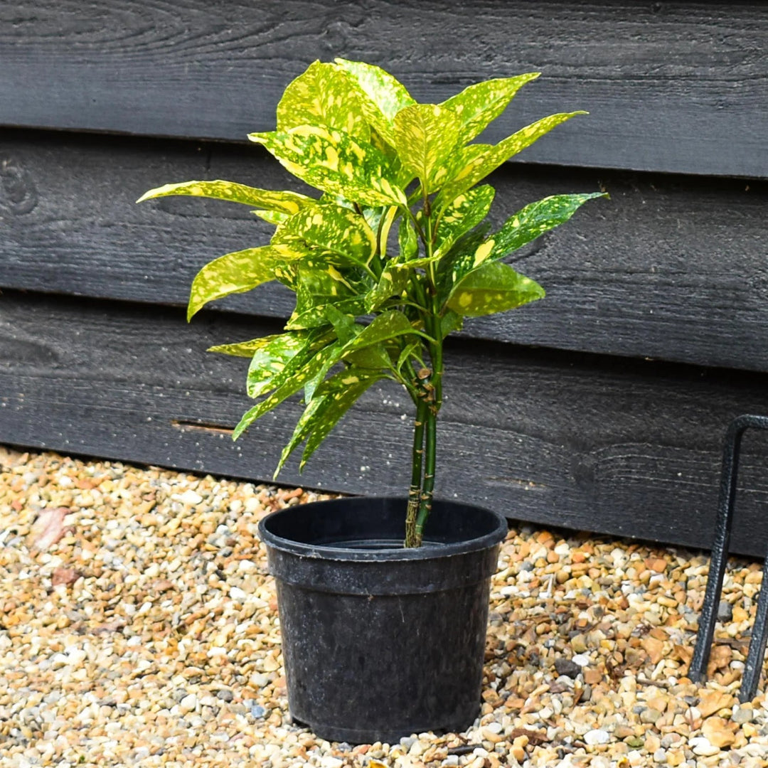 Aucuba Japonica Marmorata