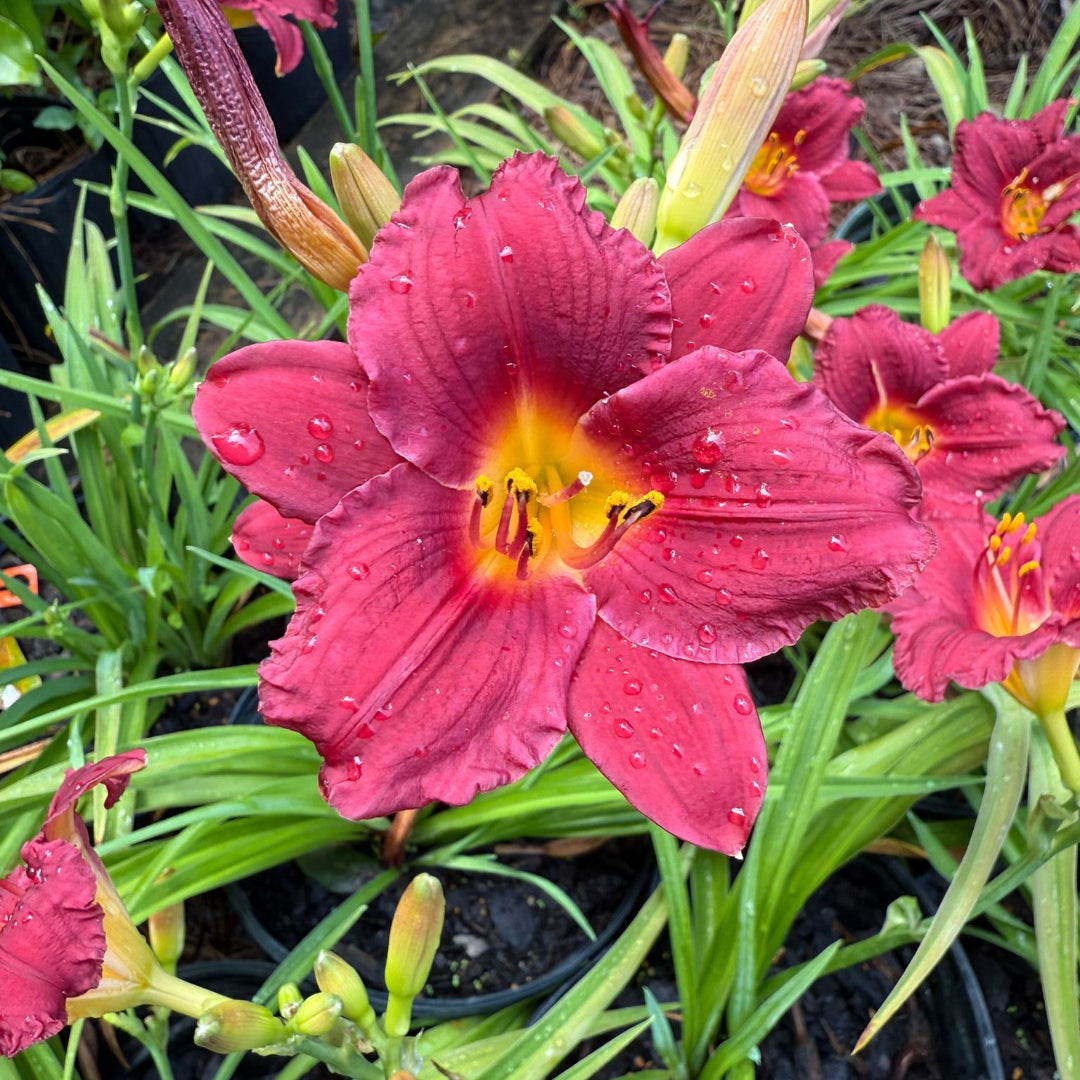 Hemerocallis Little Business Daylily