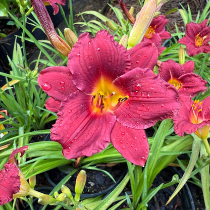 Hemerocallis Little Business Daylily