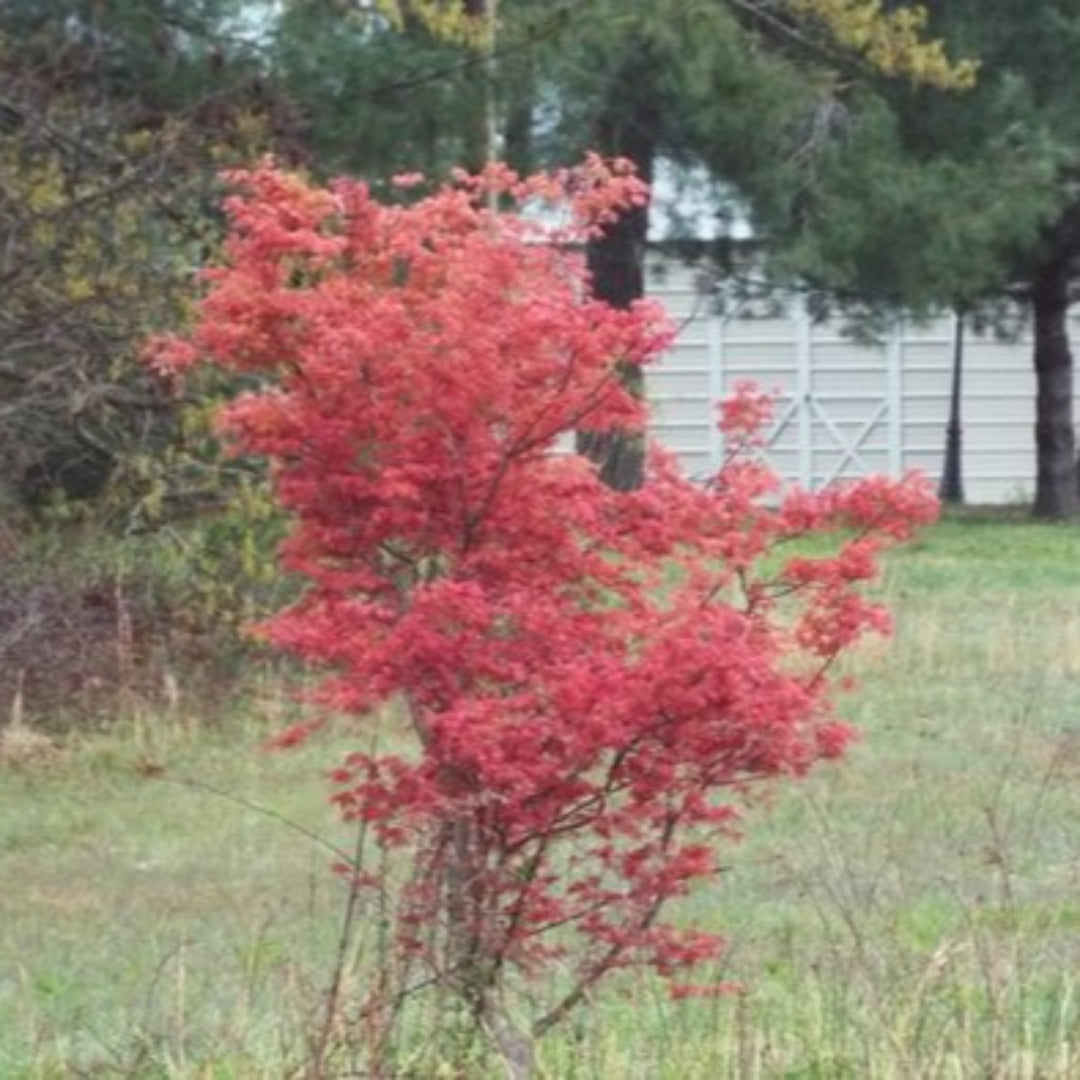 Chishio Improved Japanese Maple