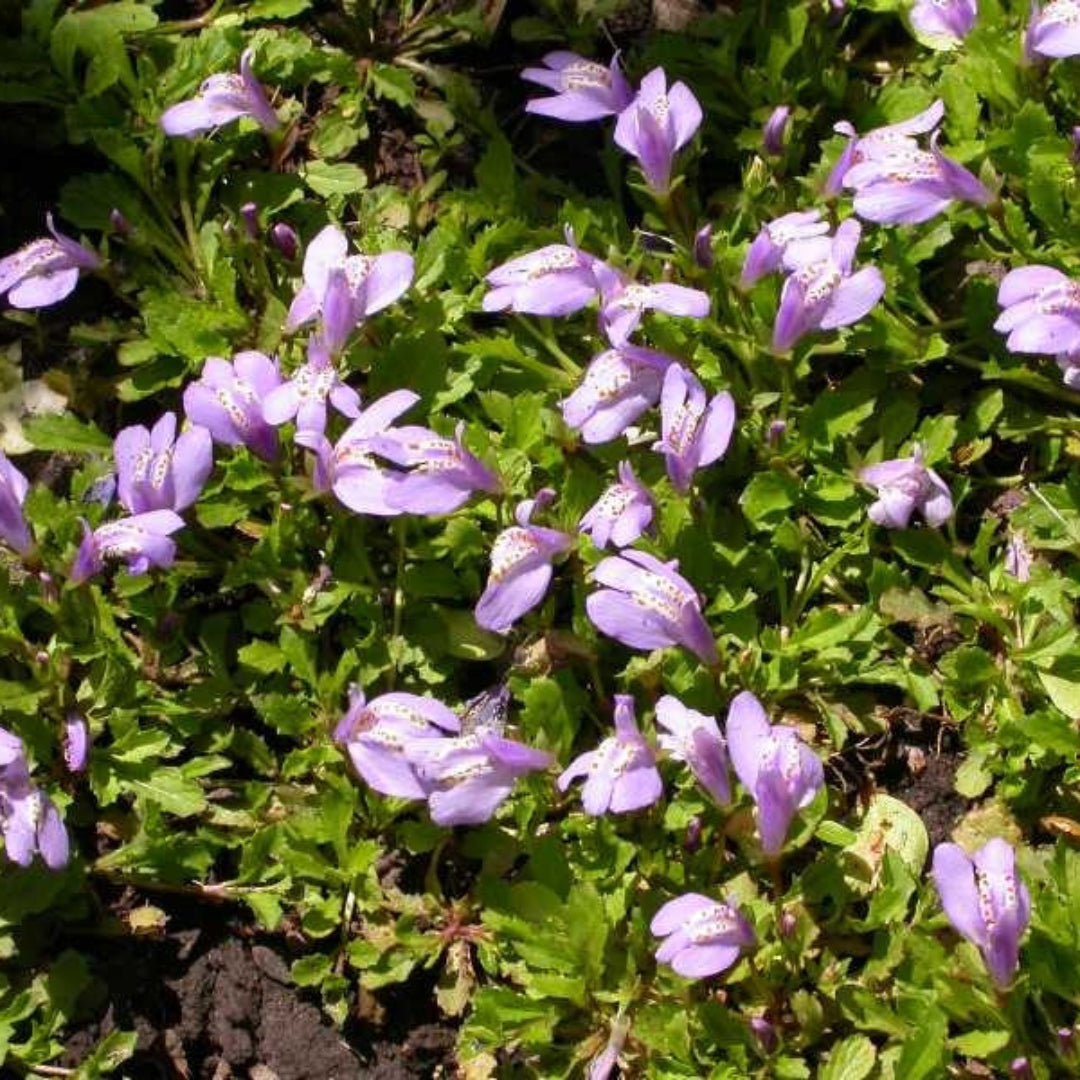 Mazus Reptans Blue Mazus Blooms Lavender