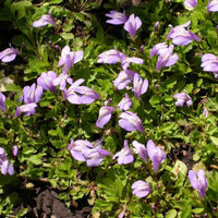 Mazus Reptans Blue Mazus Blooms Lavender