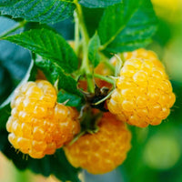 Fall Gold Raspberry plant with ripe golden yellow sweet berries growing on cane