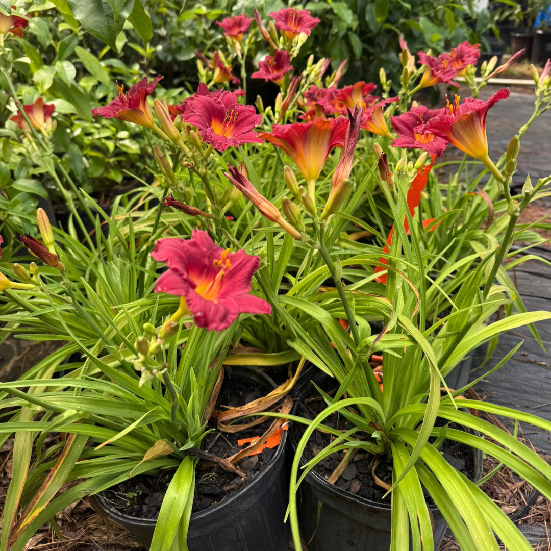 Hemerocallis Little Business Daylily