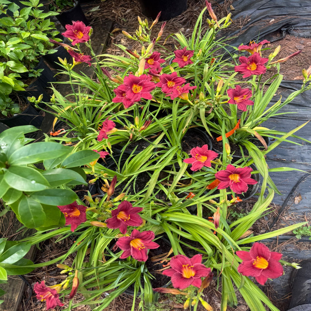 Hemerocallis Little Business Daylily