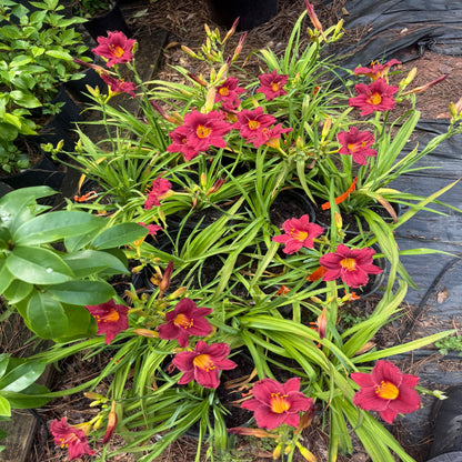 Hemerocallis Little Business Daylily
