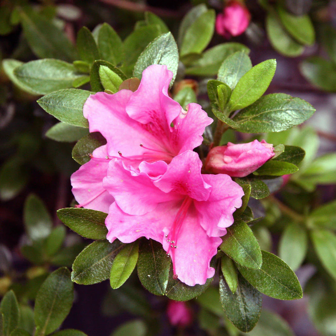 Pink Gumpo Azalea Shrub
