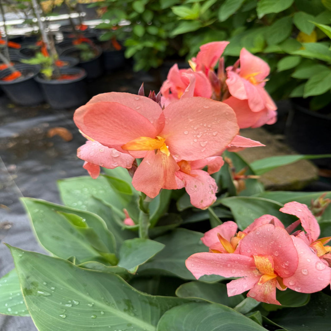 Canna Cannova Mango Lily - [EG]