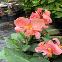 Canna Cannova Mango Lily - [EG]