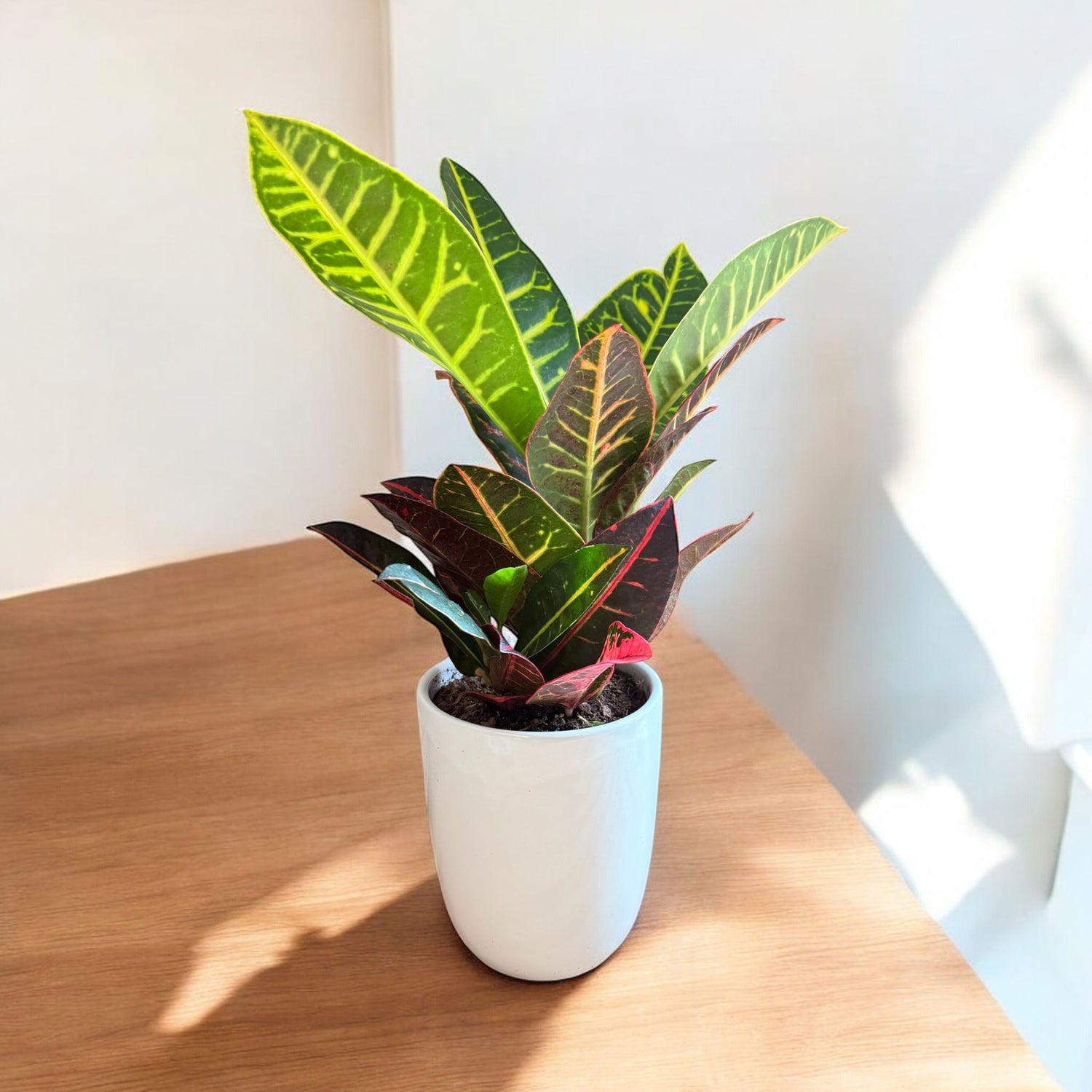 Petra Croton (Live Indoor Plant)