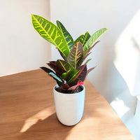 Petra Croton (Live Indoor Plant)