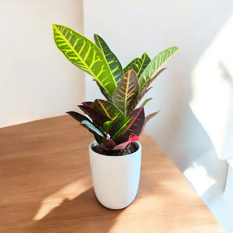 Petra Croton - Live Indoor Plant in Ceramic Pot