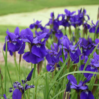 Iris Sibirica 'Caesar'S Brother' Siberian Iris - [EG]