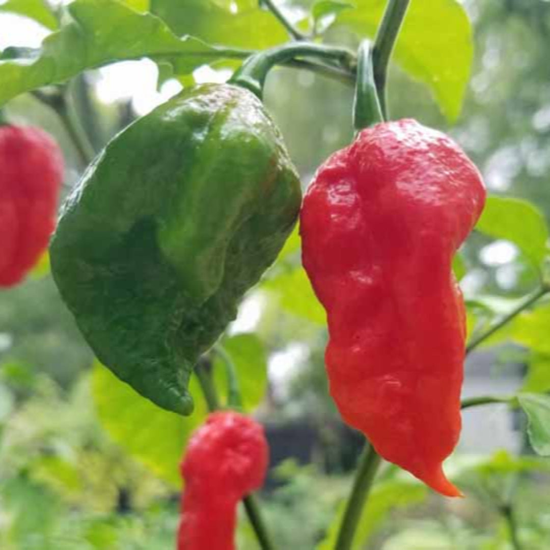 Ghost Pepper Plant, Ghost Chili, Hottest Chili Pepper