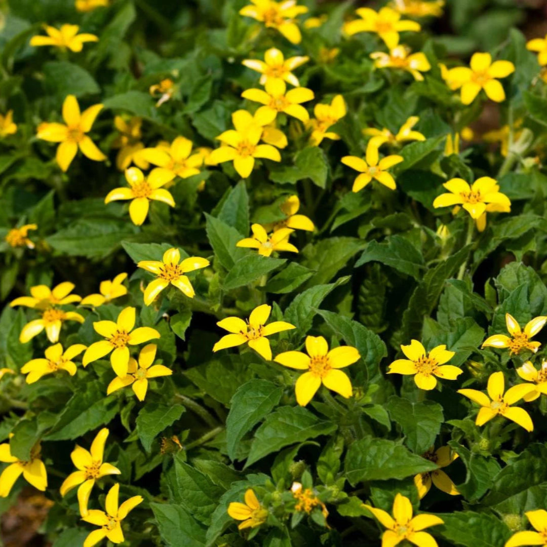 Chrysogonum Virginianum Pierre - [CG]