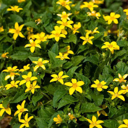 Chrysogonum Virginianum Pierre - [CG]