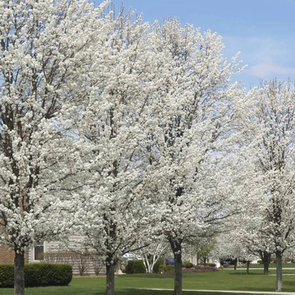 Cleveland Pear Tree