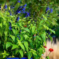 Black & Blue' Blue Anise Sage Perennial Sage