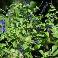 Black & Blue' Blue Anise Sage Perennial Sage