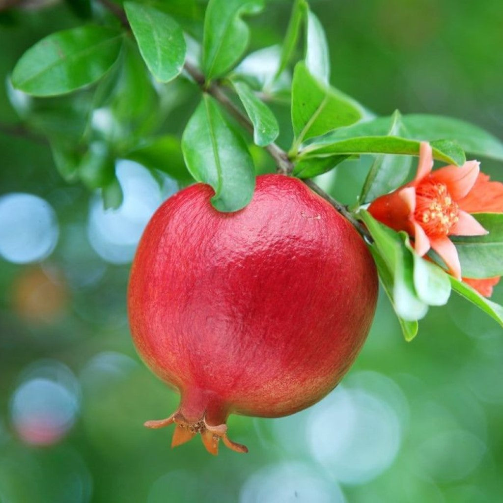 A.C. Sweet Pomegranate