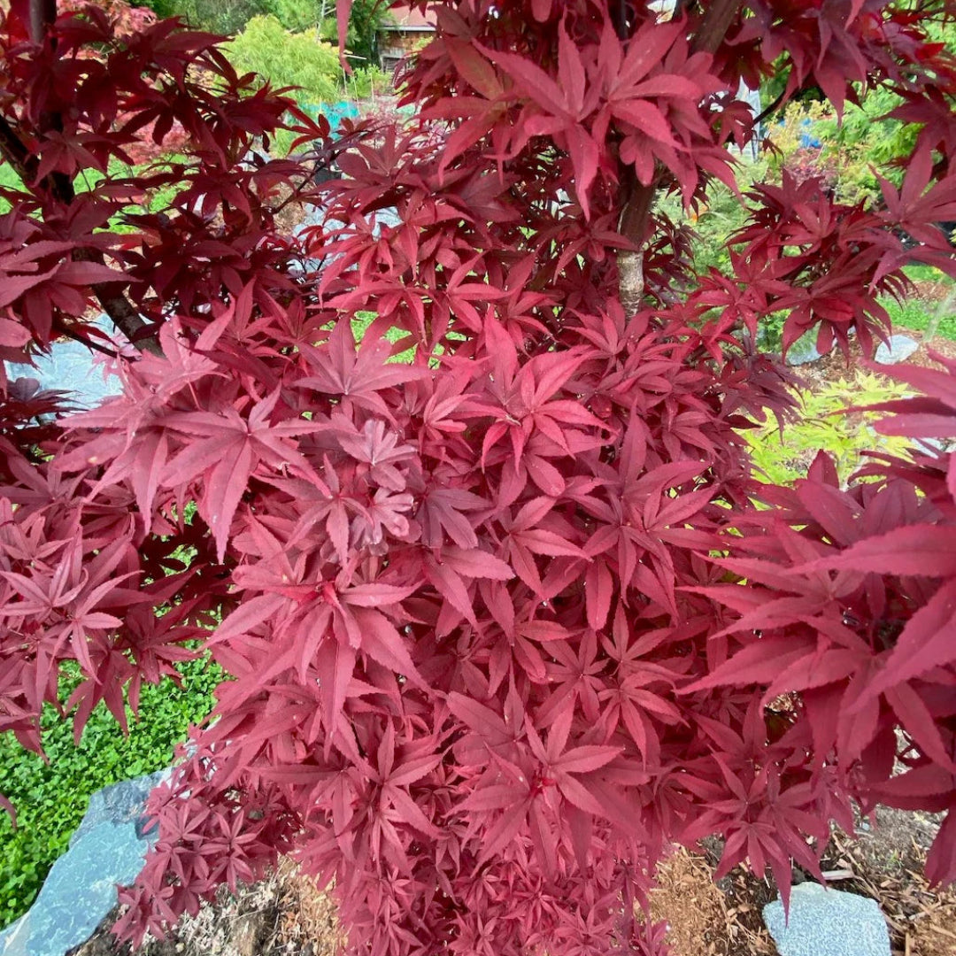 Red Pixie Japanese Maple
