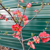 Chojuraku Flowering Quince
