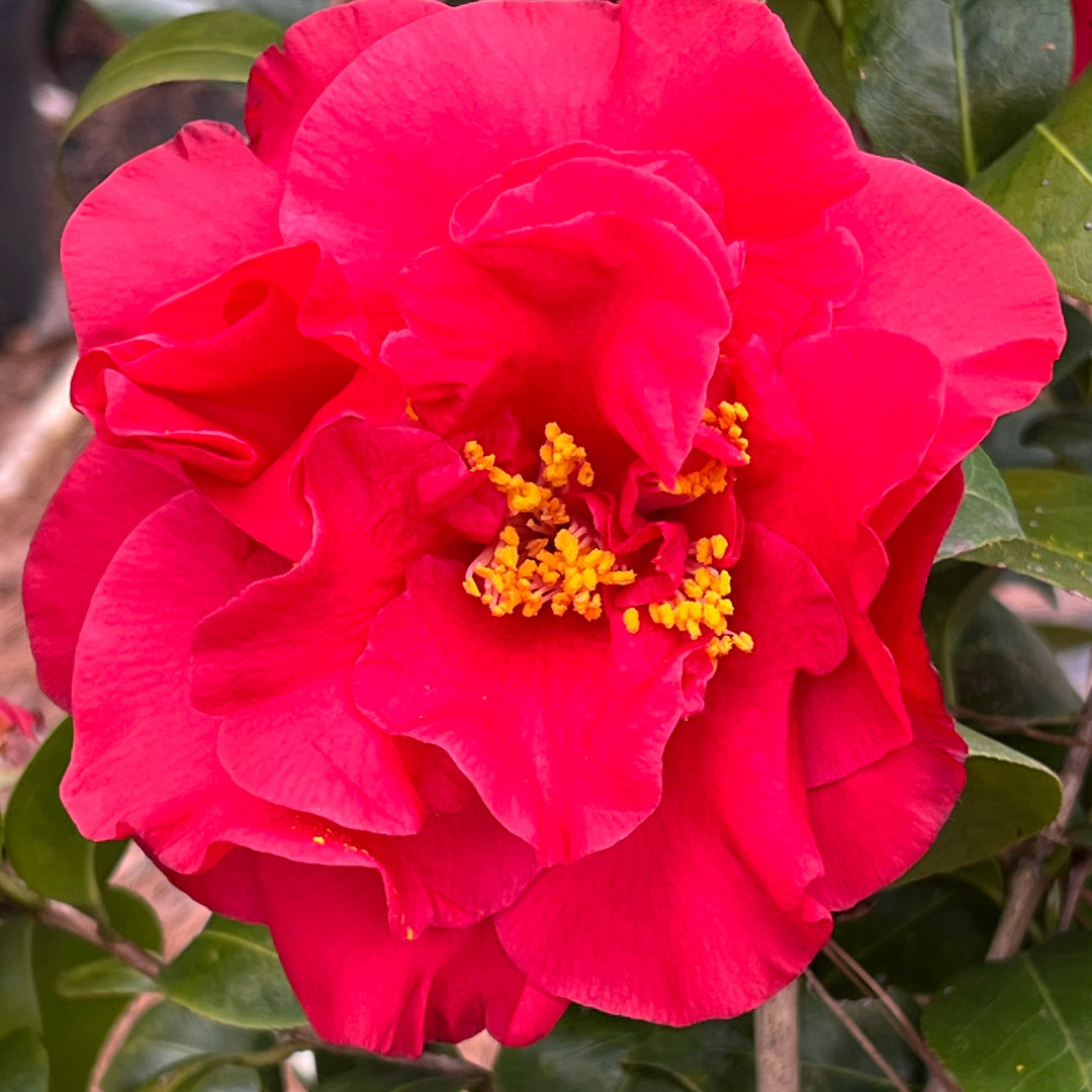Camellia Dr J.C. Raulston
