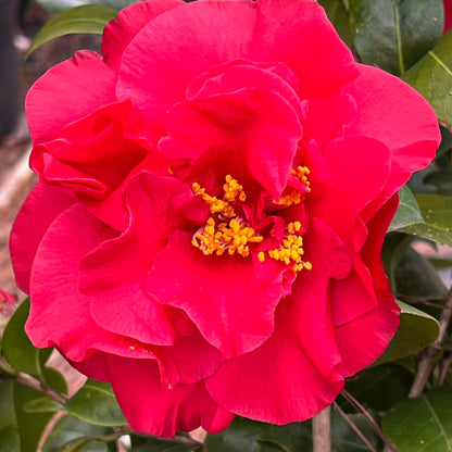 Camellia Dr J.C. Raulston