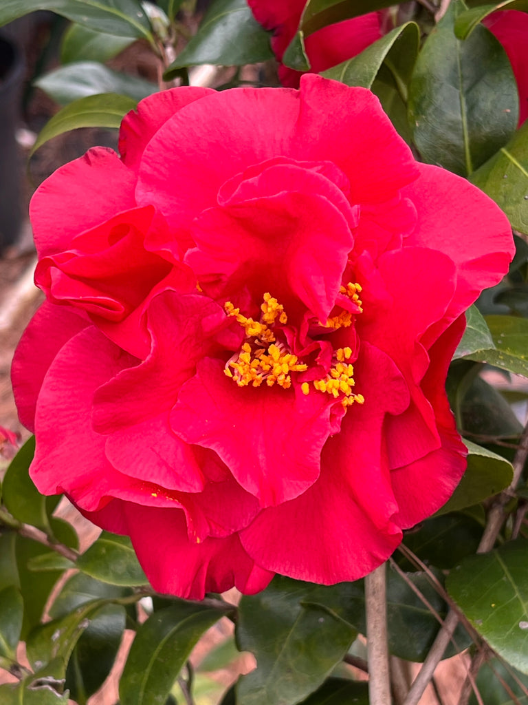 Camellia Dr J.C. Raulston