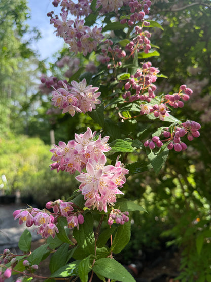 Pink Magicien Deutzia
