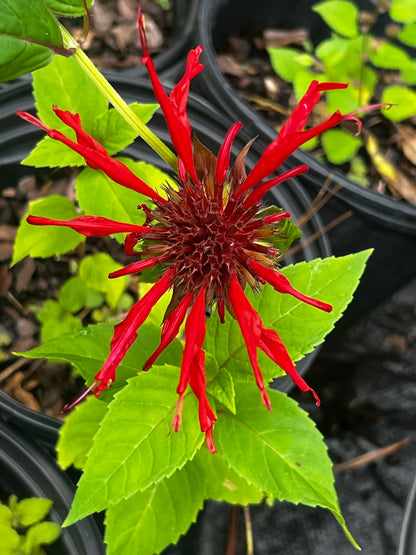 Jacob Cline Bee Balm- Drop-Dead Gorgeous Red Blooms