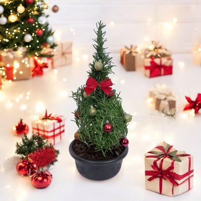 Athens Blue Rosemary