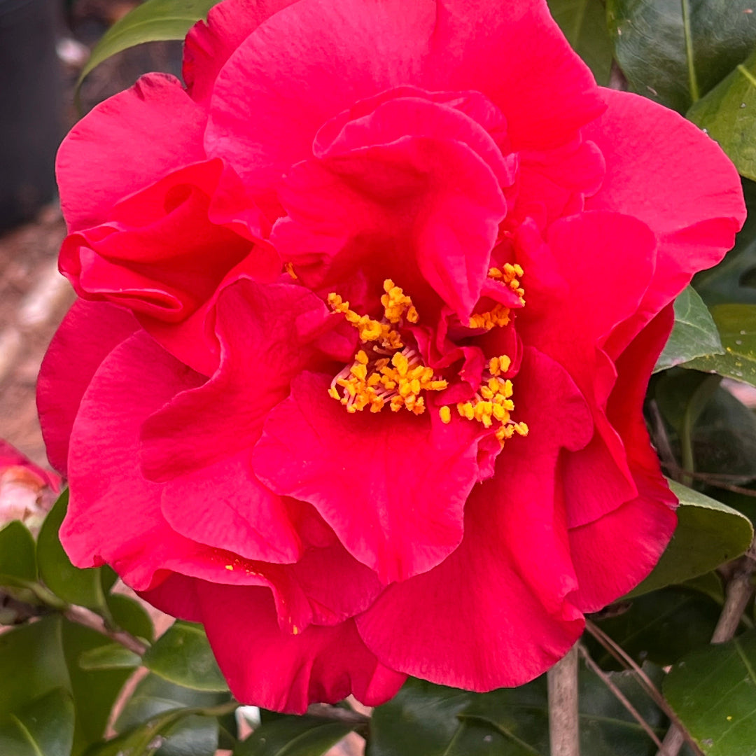 Camellia Dr J.C. Raulston