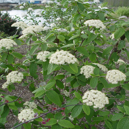 Pragense Viburnum Shrub