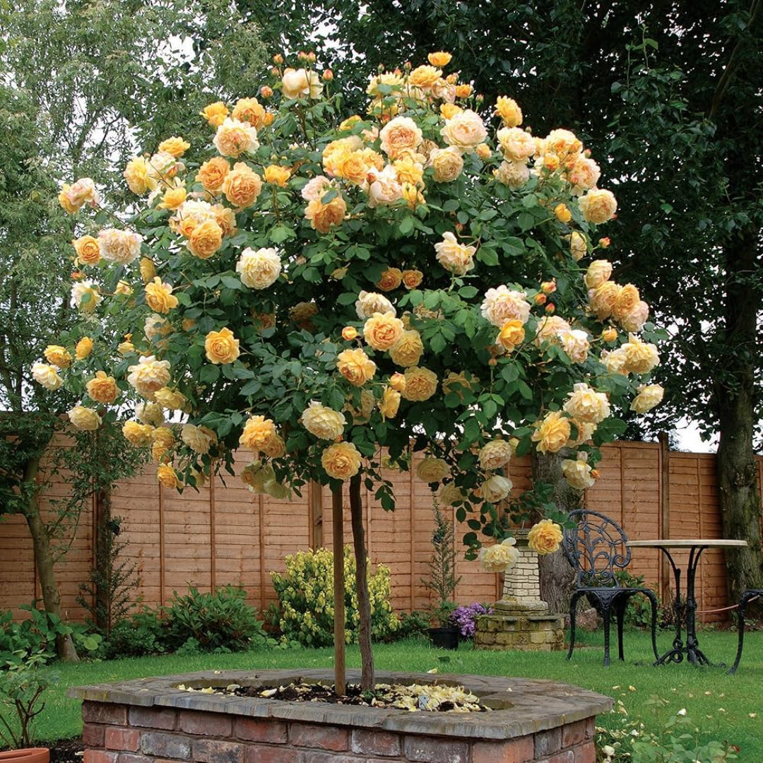 Gilden Sun Tree Form Rose