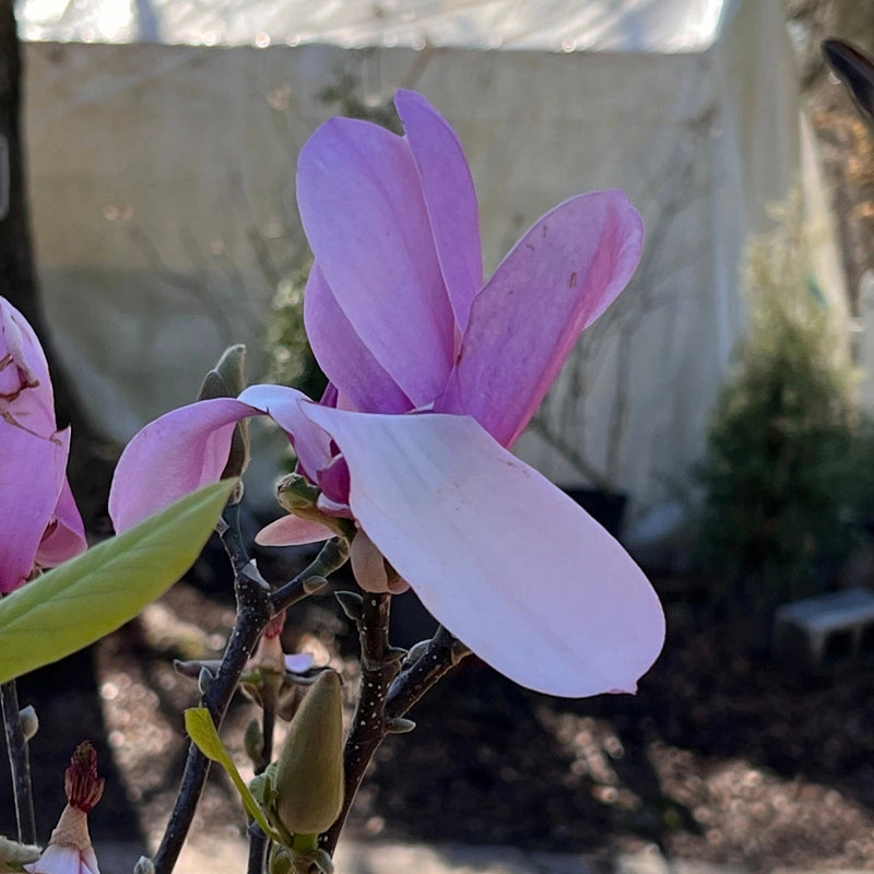 Mature Jane Magnolia Tree with Dark Green Leaves