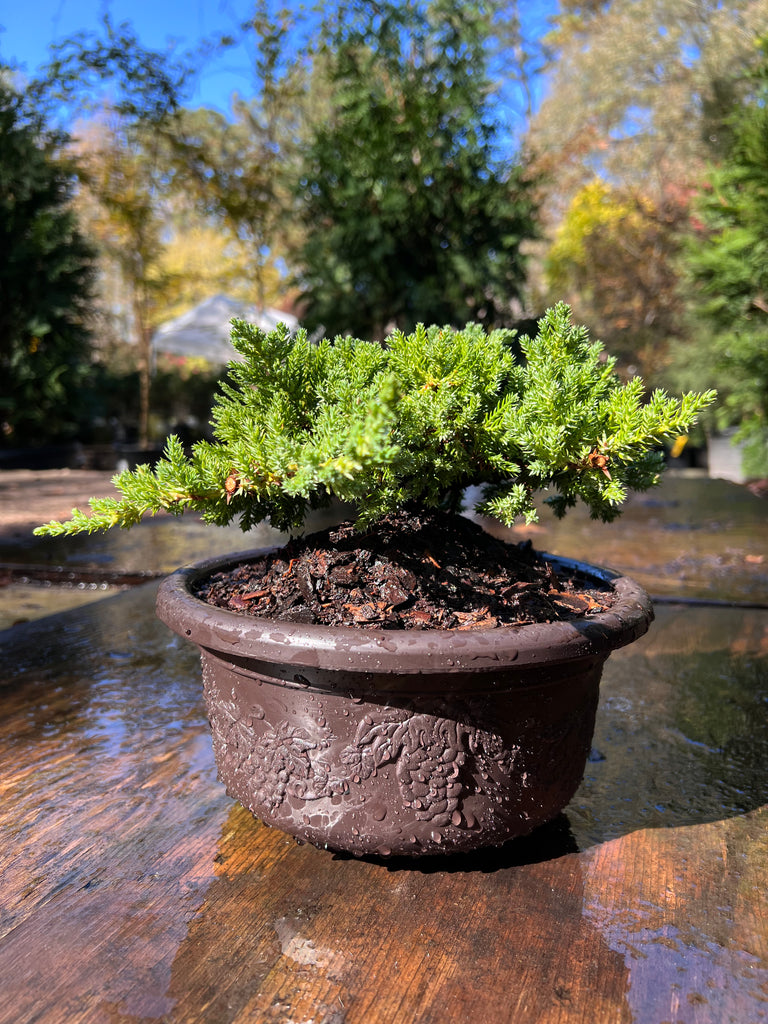 Juniper Bonsai (Live) - Very Cold Hardy, Live & Exotic