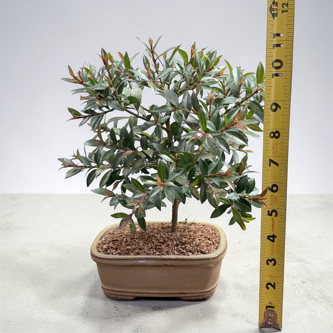 Live Brush Cherry Bonsai Tree – in Ceramic Planter