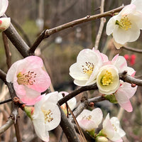 Toyo Nishiki Flowering Quince compact landscape shrub